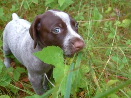 grass49.jpg.3798.jpg