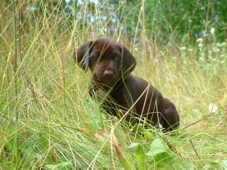 grass2.jpg.8045.jpg