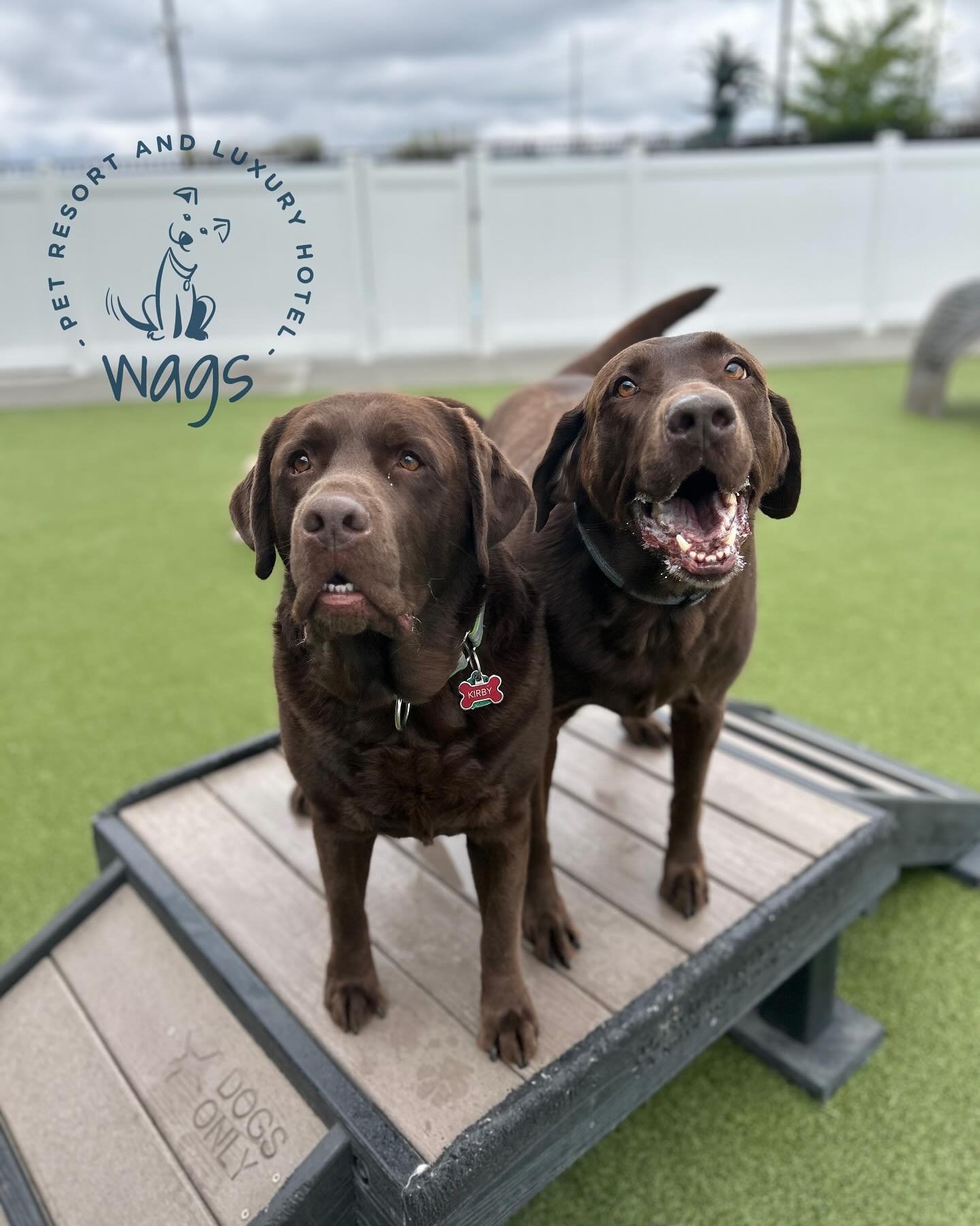 Check out this week&rsquo;s friend Friday! Ozzie and Kirby quite the chocolate lab dynamic duo. 😁