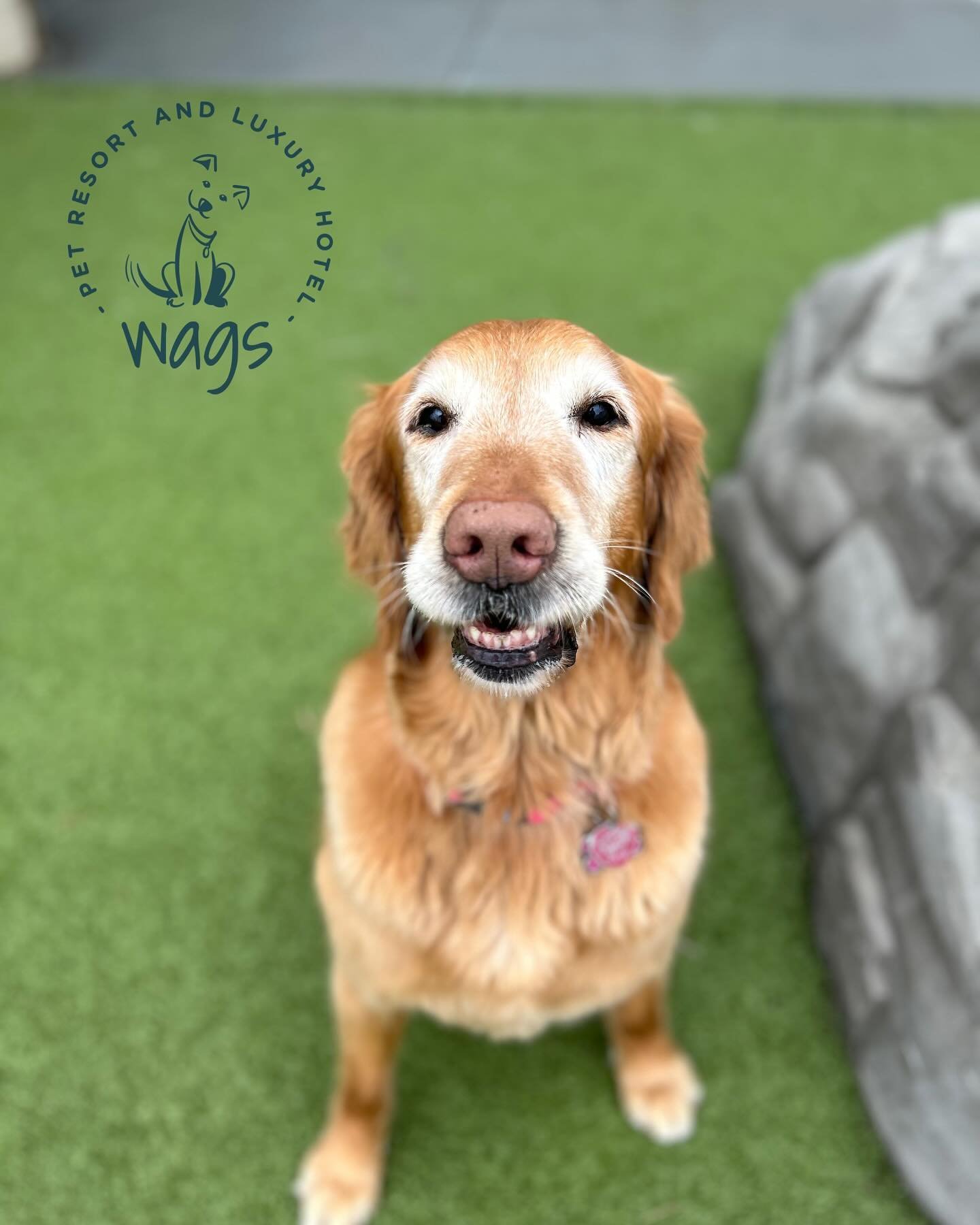 Meet the wags crew: Riley is one of the sweetest golden retrievers you&rsquo;ll ever meet! She will do just about anything for a treat, and loves to sun bathe! ☀️😎