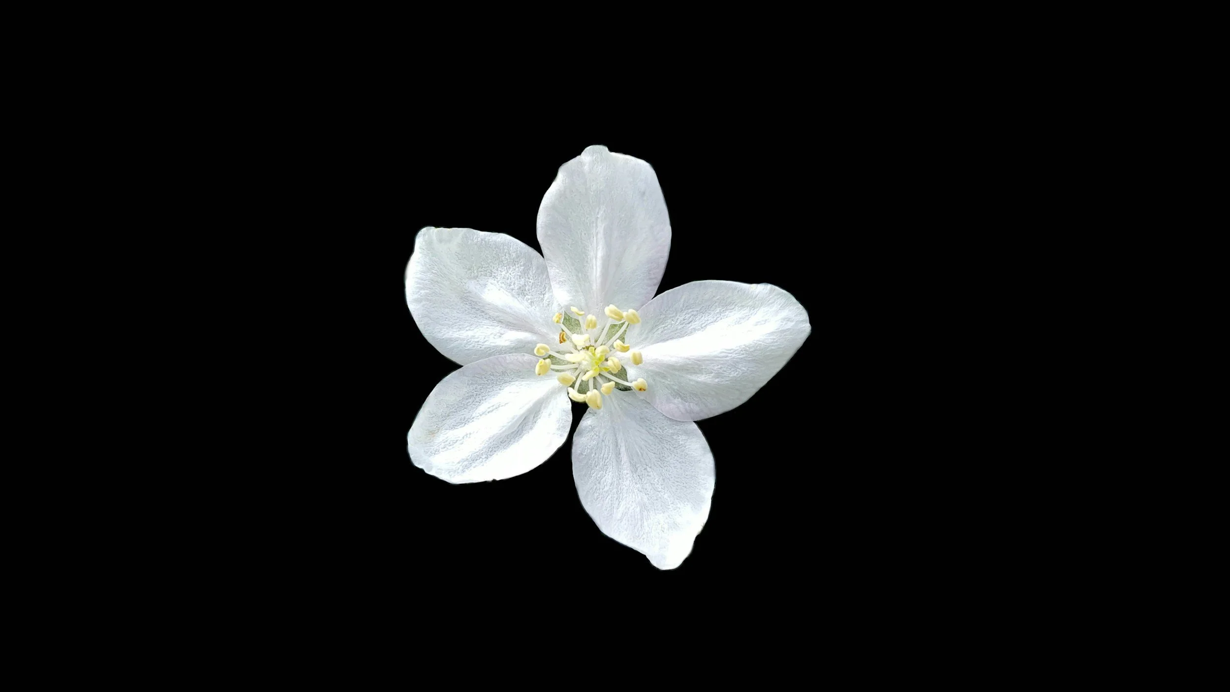 White flower with five petals and yellow stamens on a black background.