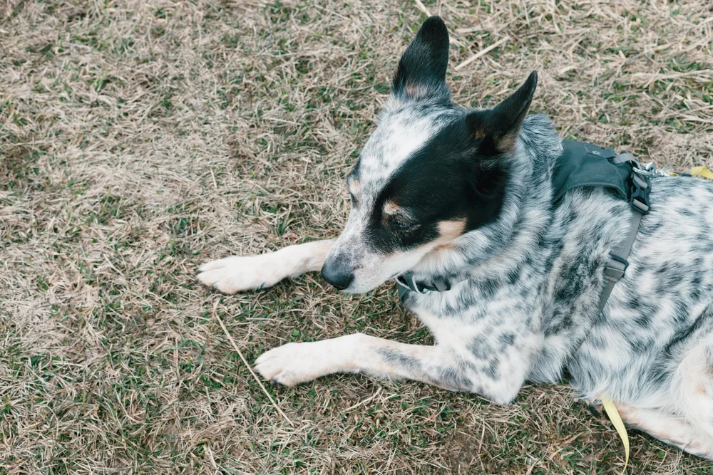 KRESS CREEK WEST CHICAGO — The Disc Golf Photographer
