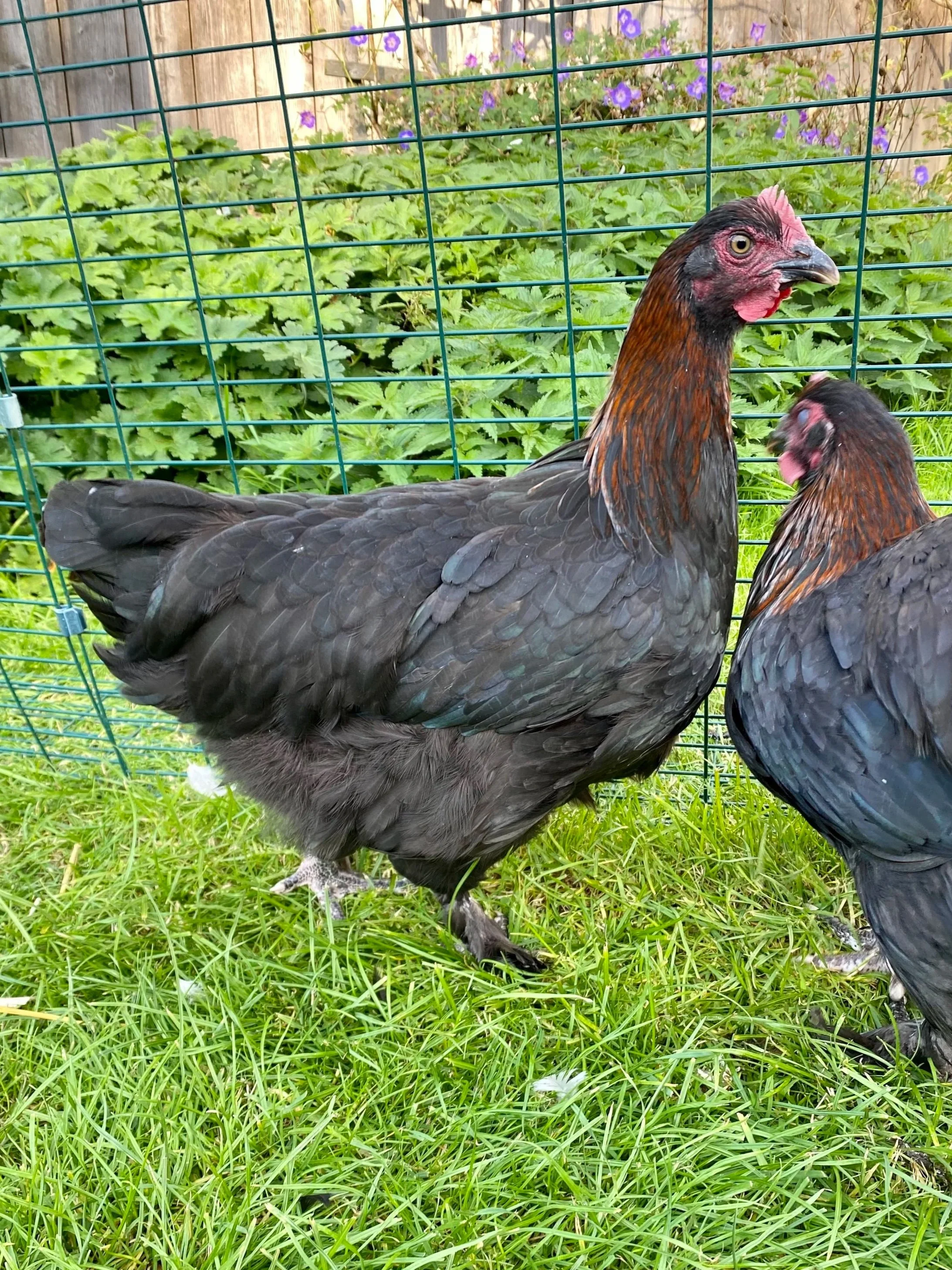 Copper Black Maran Hatching Eggs
