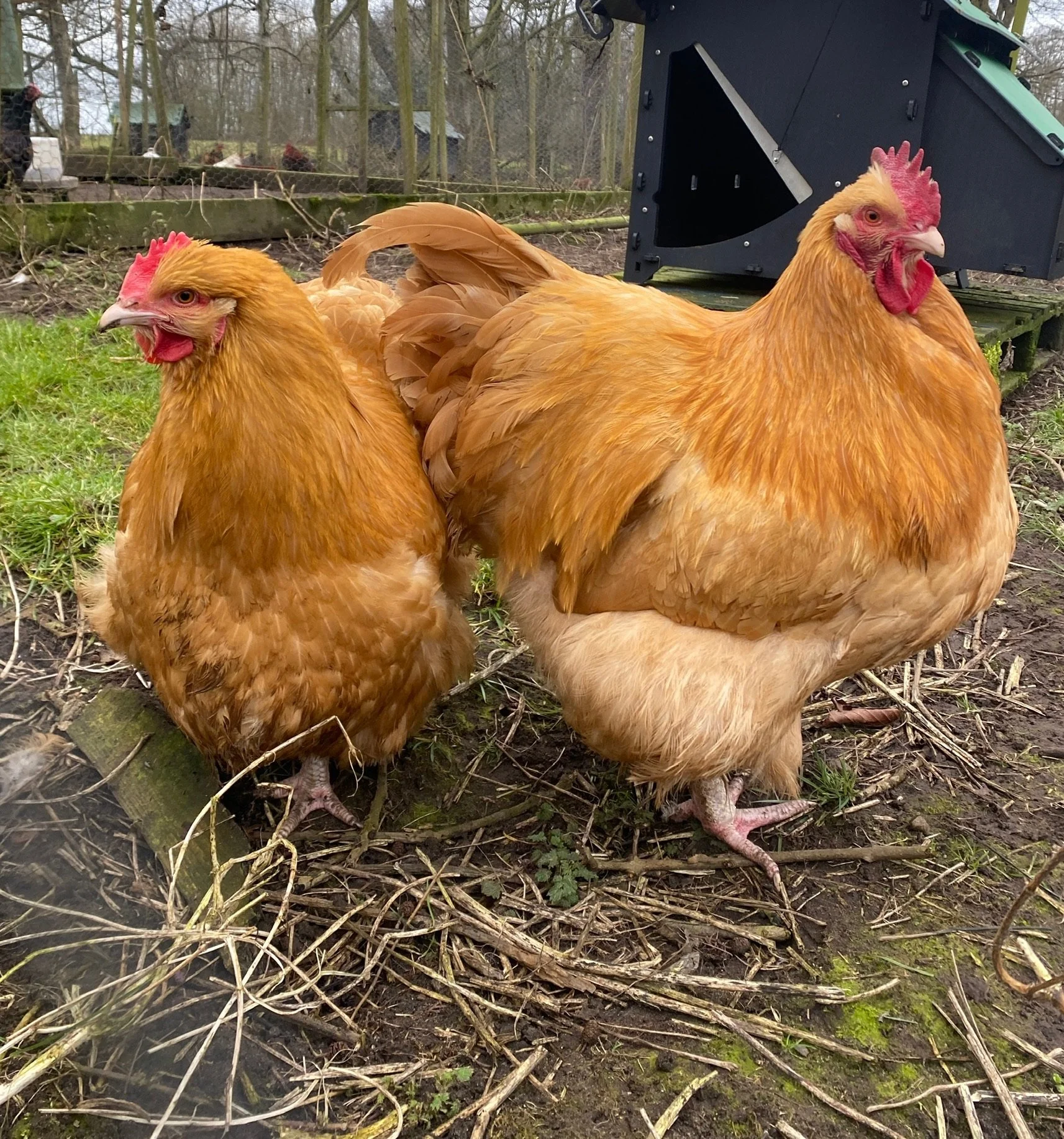 Harlequin Cottage Buff Orpington chickens and hatching eggs for sale