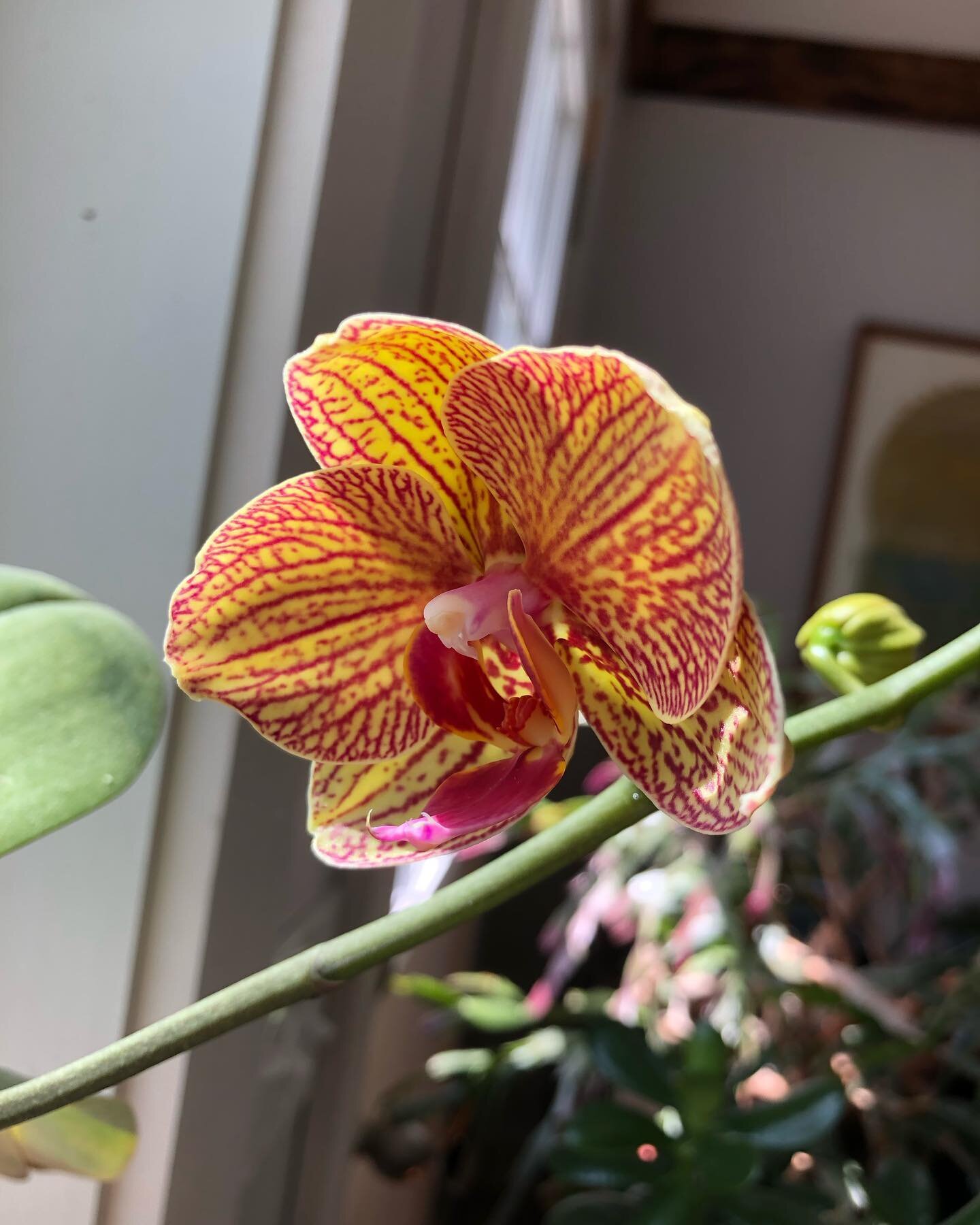 Always a gift when an orchid&rsquo;s first bloom opens. #smalljoys #gratitude #mindfulness #creativerecovery