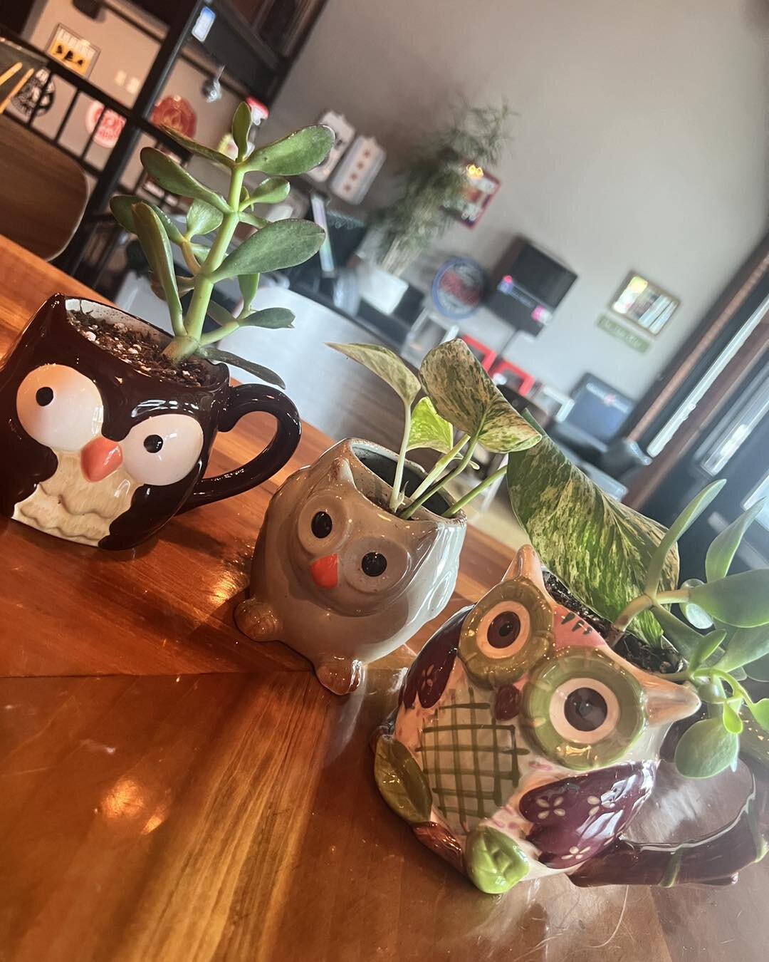 Thanks Vines and Vinyl Chicago we love our additions to our owl collection 🦉 Head on in and check out what he&rsquo;s got going on this week!!