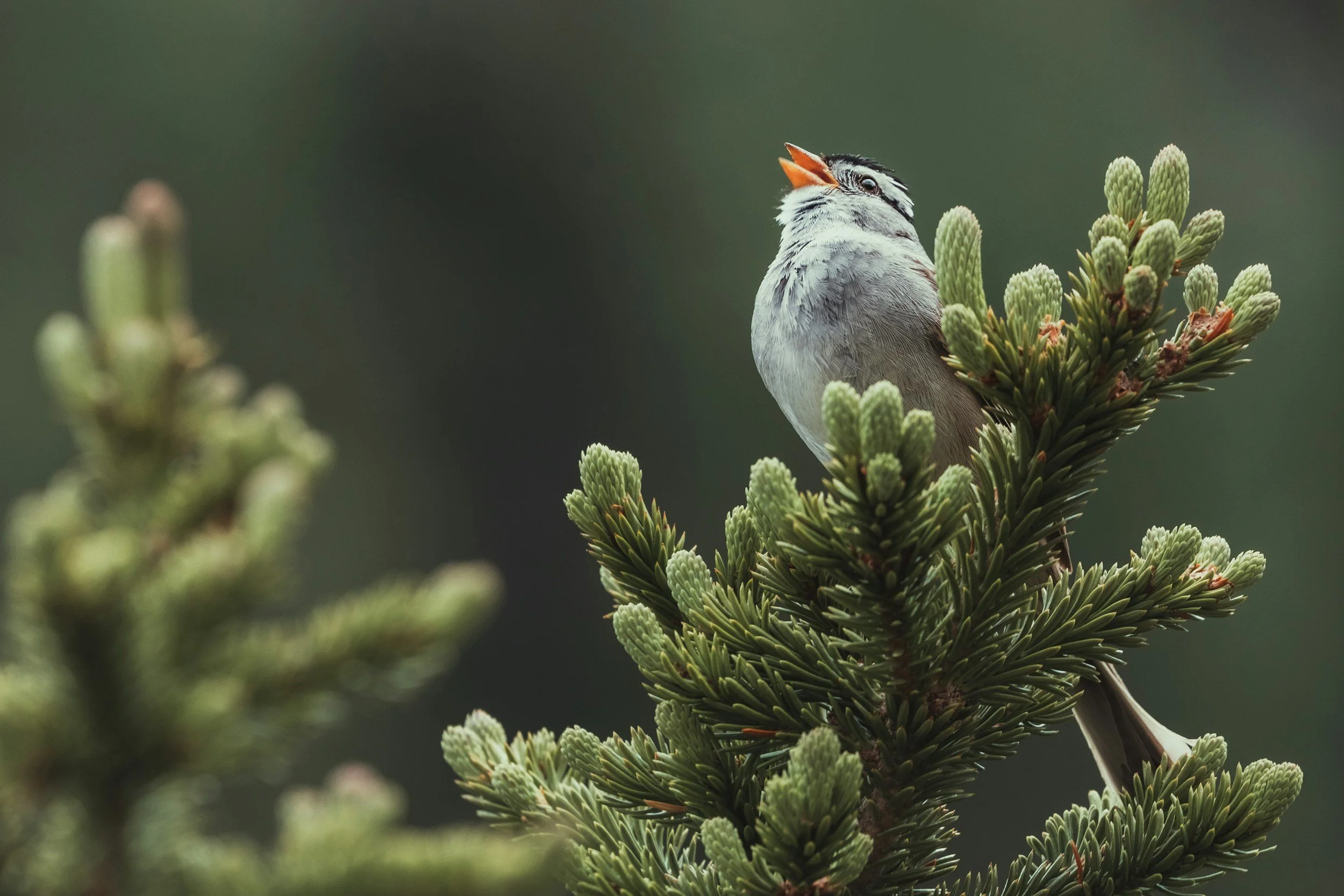 To The Silenced Songbird