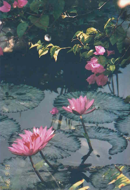 Bali Lily Pond 
