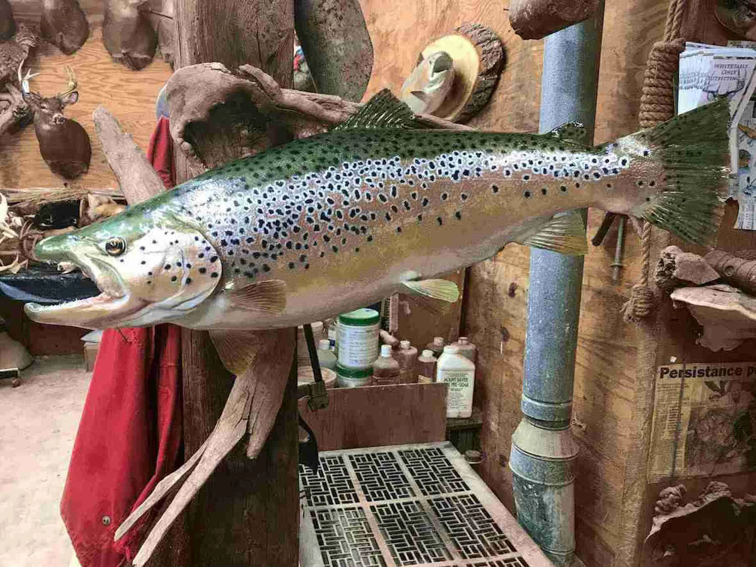 Fish Taxidermist Hudson Valley — Fox Studios Taxidermy