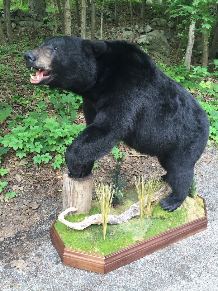 Black-bear-pedestal-taxidermy1.JPG