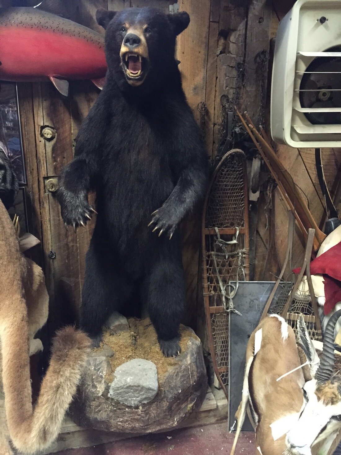 Black-bear-pedestal-upright-taxidermy.JPG