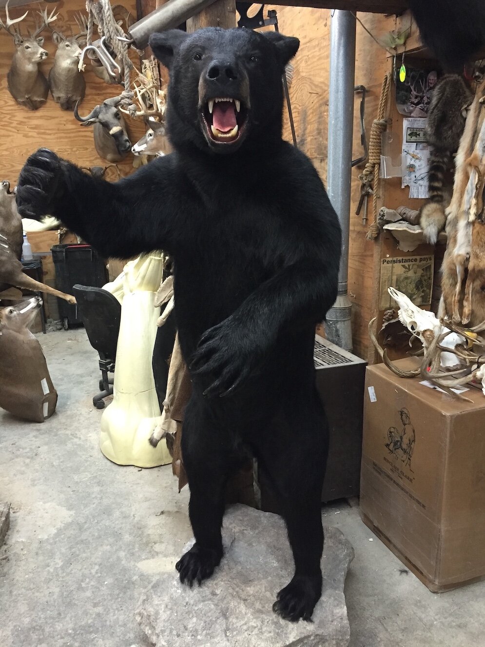 Black-bear-standing-taxidermy.JPG