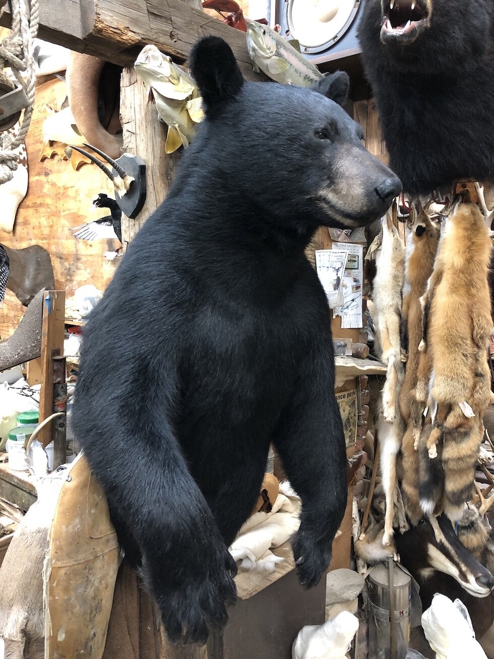 Black=bear-upright-taxidermy.JPG