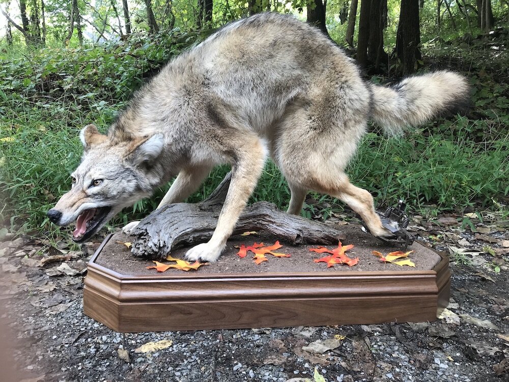 Coyote-pedestal-taxidermy.JPG