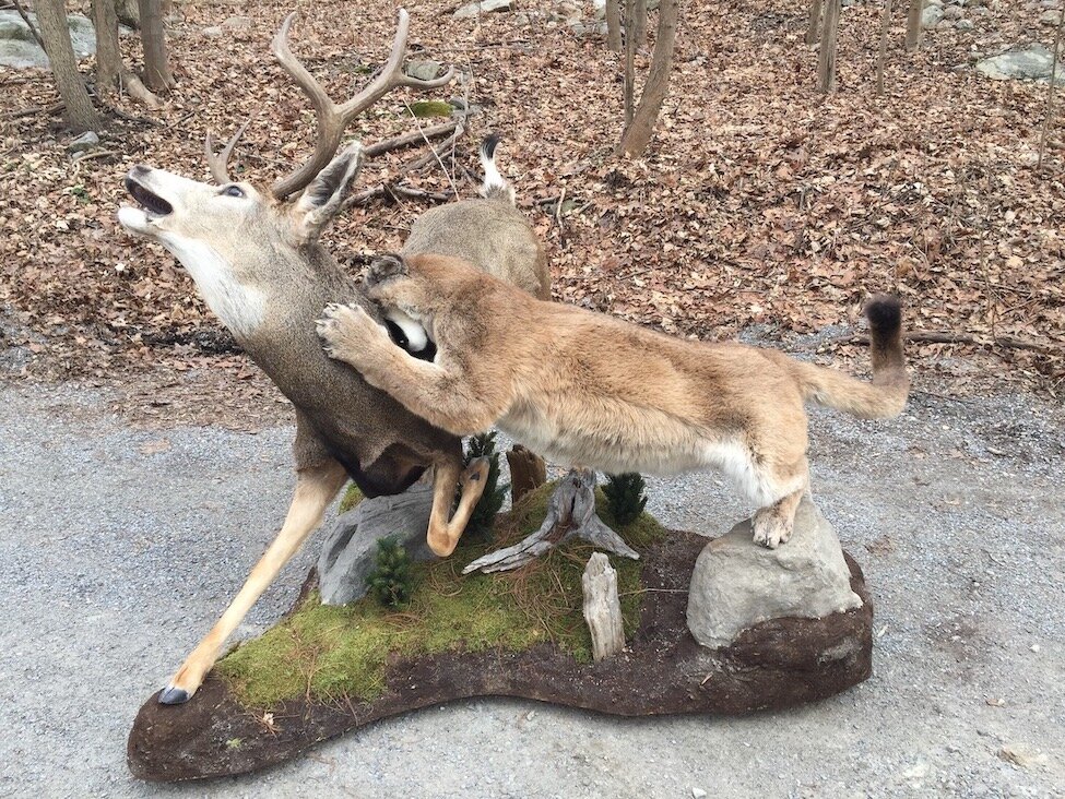 Mountain-lion-deer-pedestal-taxidermy.JPG