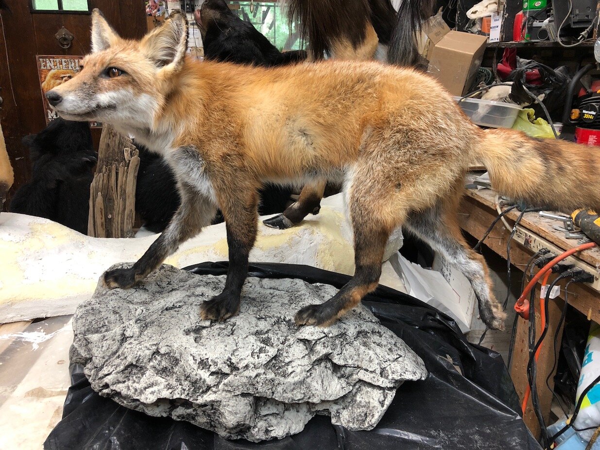 Red-fox-pedestal-taxidermy.JPEG
