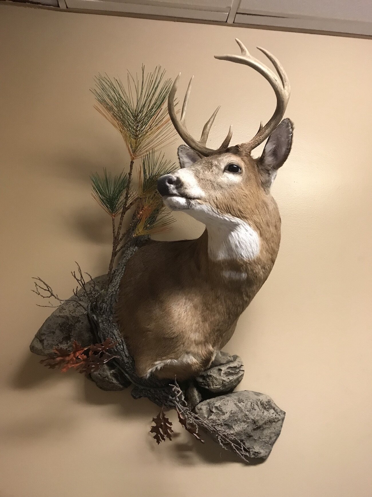 Whitetail-deer-wall-habitat-taxidermy.JPG