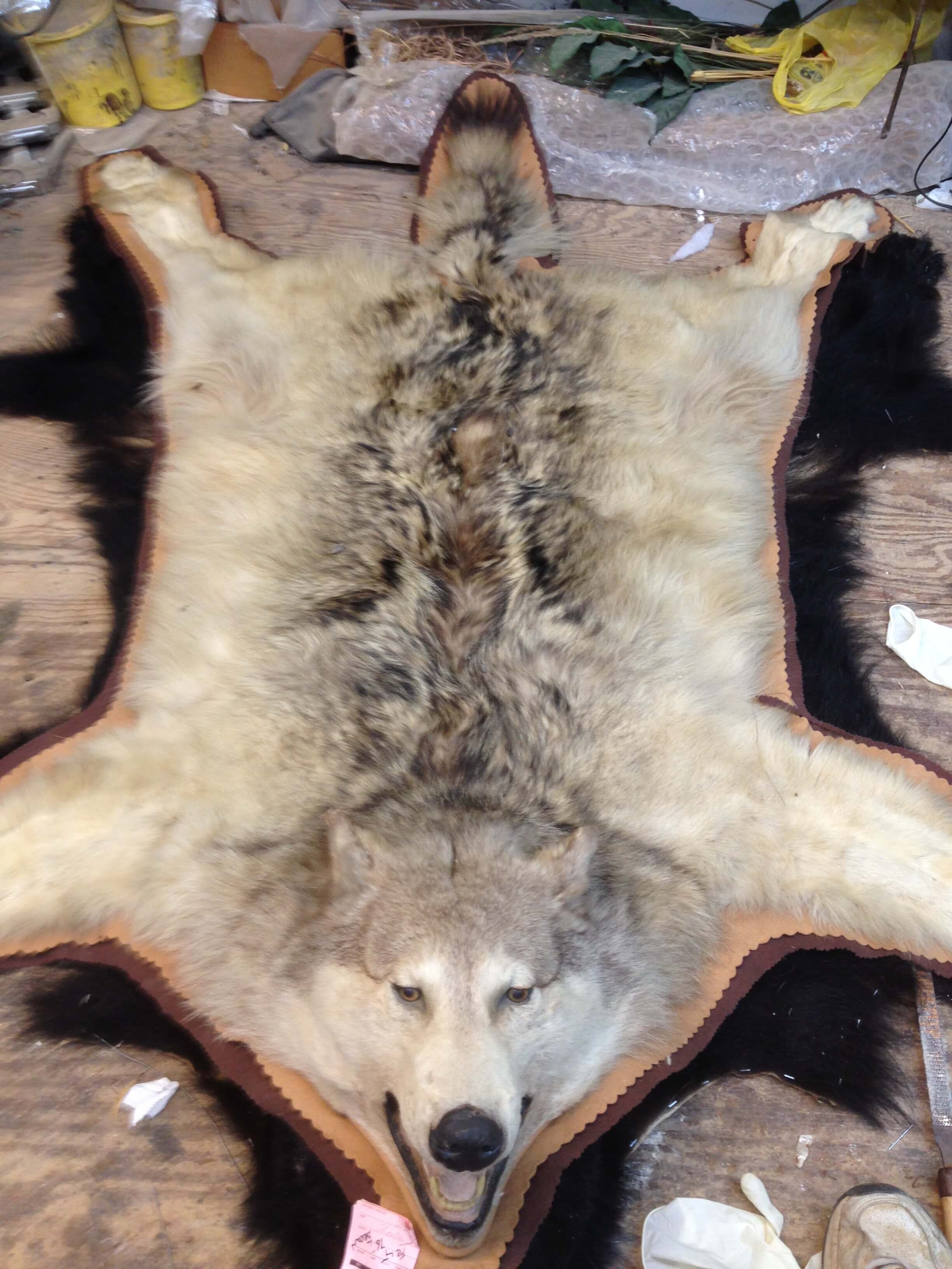 Wolf-rug-taxidermy.JPG
