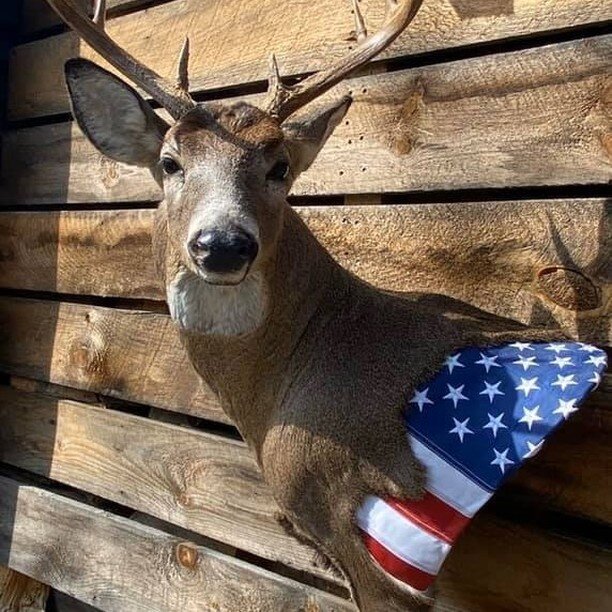 More photos shared by customers. Beautiful custom mount

#whitetaildeer #buck  #buckhunting #deer #deerhunting #america #hudsonvalley #coldspringny #nyhunting #nyhunters #nyhuntingseason #taxidermist #taxidermy