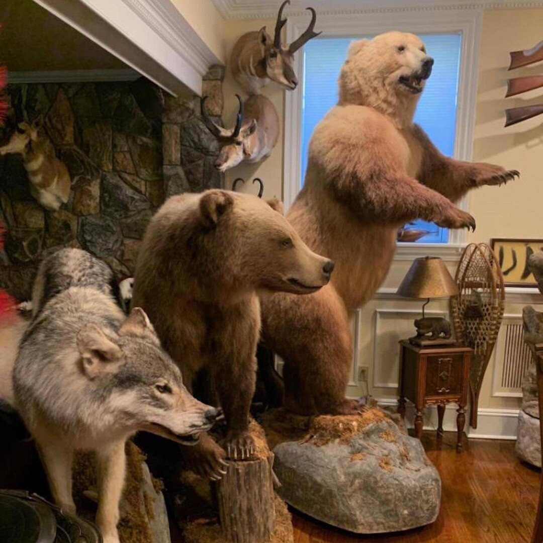 Trophy Room Goals. What does yours look like? 🐻

#hunting #huntingseason #bear #taxidermy #taxidermist #hudsonvalley #hudsonvalleyny #nyhunting #nyhunter #deerhunting #deerseason2020 #deer #mossyoak