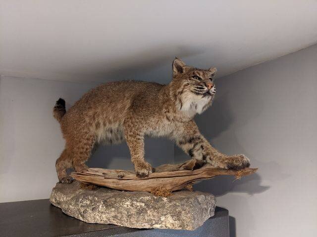 We love when customers share pics with us of previous work! It's all about keeping our customers happy. Thanks Michael for sharing!
 

#taxidermist #taxidermy #bobcat  #hudsonvalley #hudsonvalleyny #Hunting #huntingseason