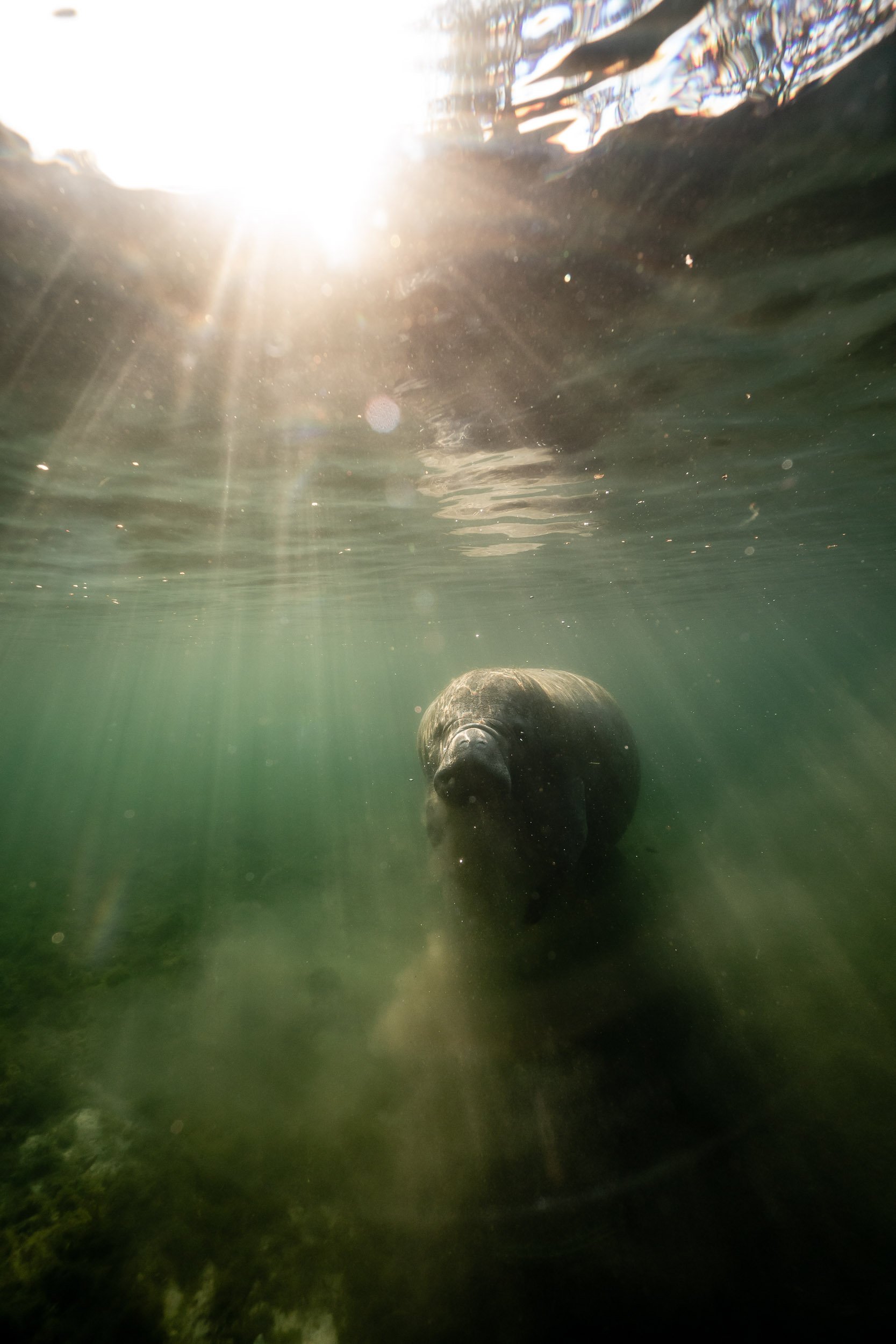 underwater photo of a manatee