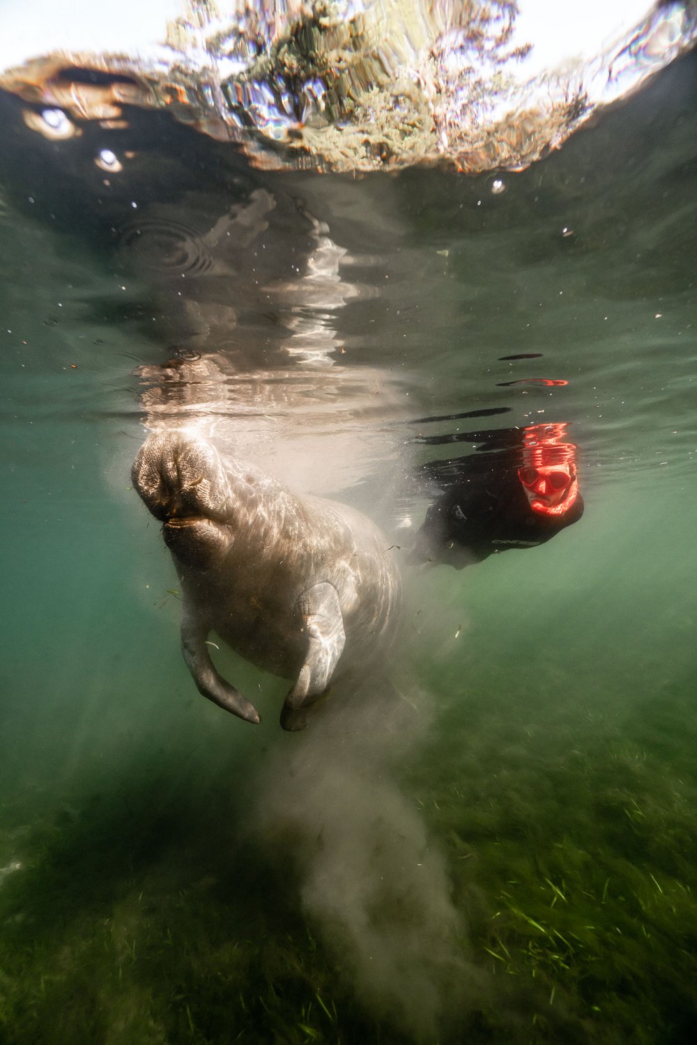 Underwater photographer and manatee