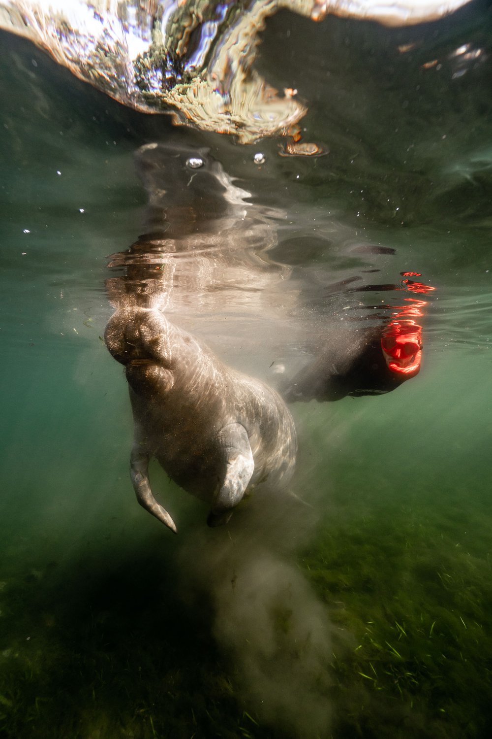 Underwater photo of a manatee and snorkeler