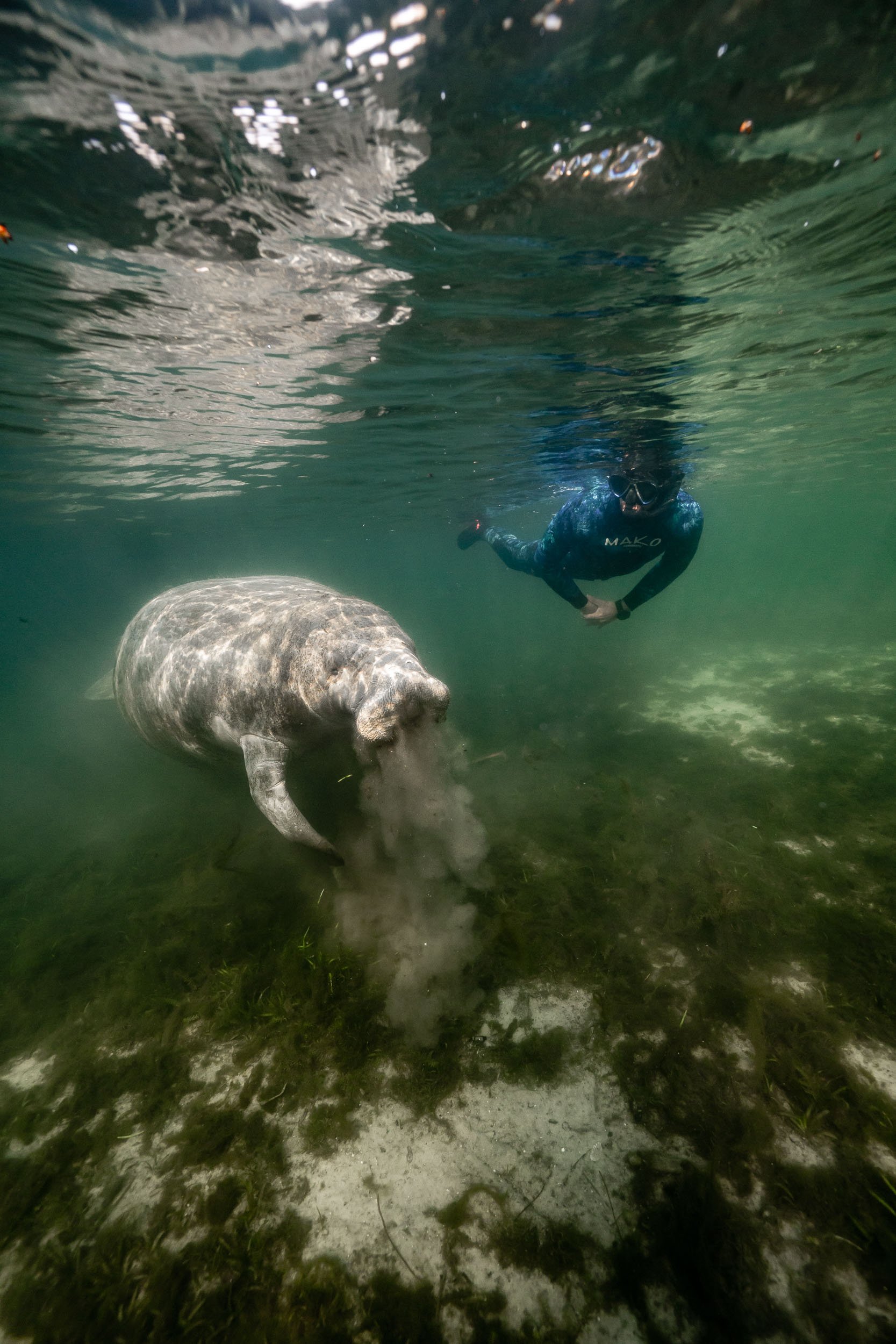 SNorkeler and manatee in the spring