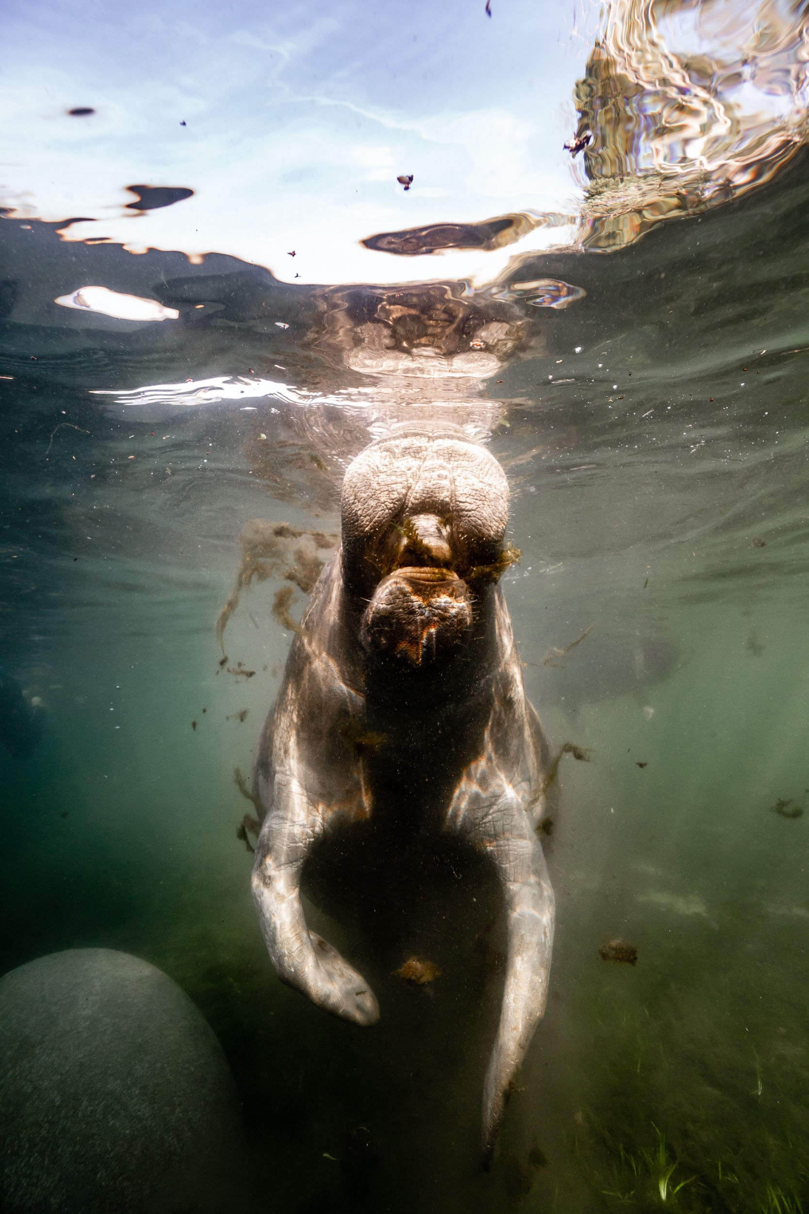 underwater portrait of a manatee