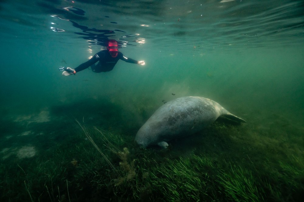 Big manatee swimming wth a snorkeler