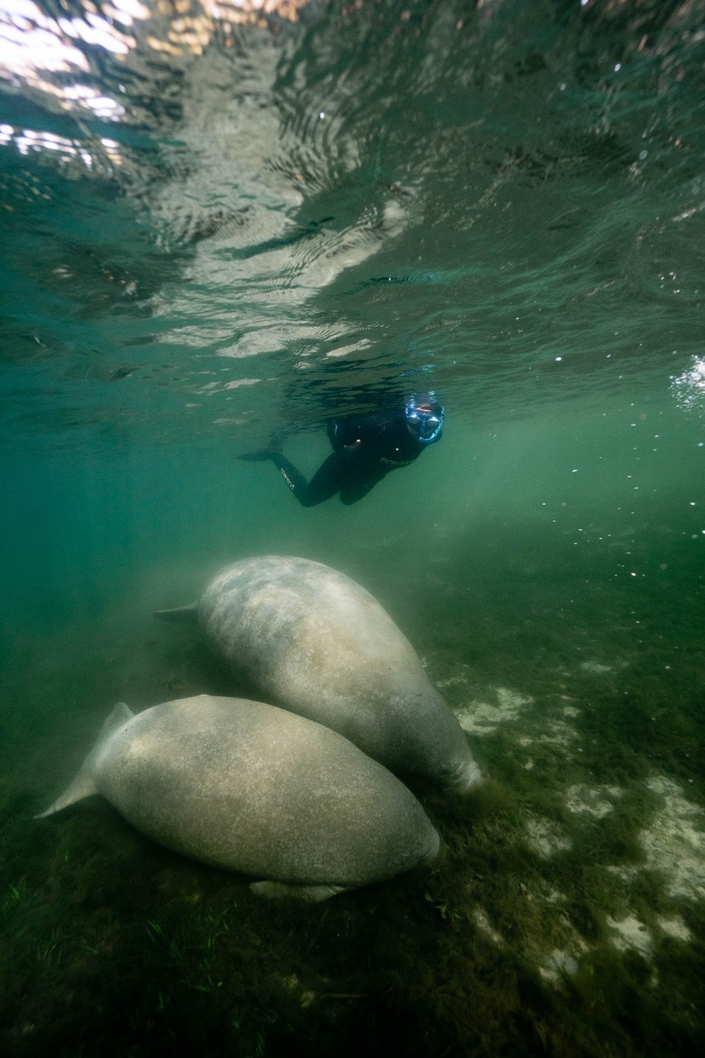 Underwater photographer checking out manatees