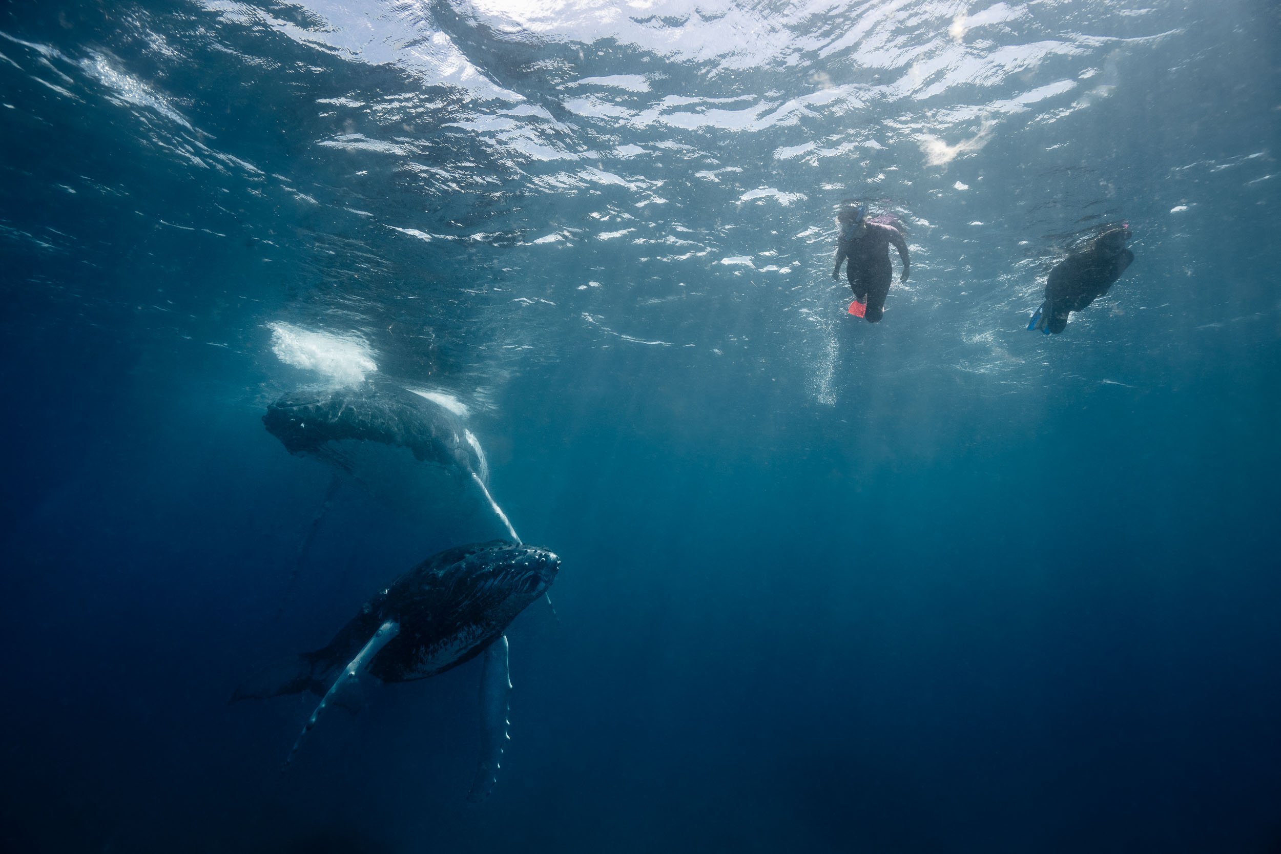 whales-underwater-photography-19.jpg