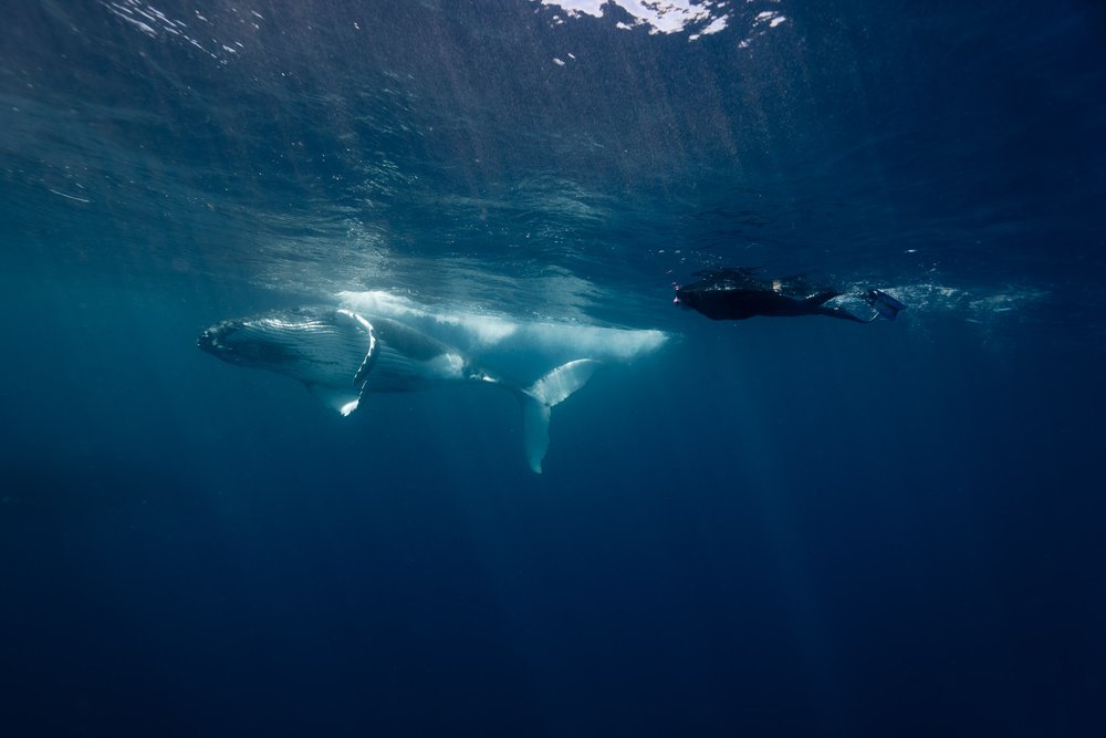 whales-underwater-photography-16.jpg