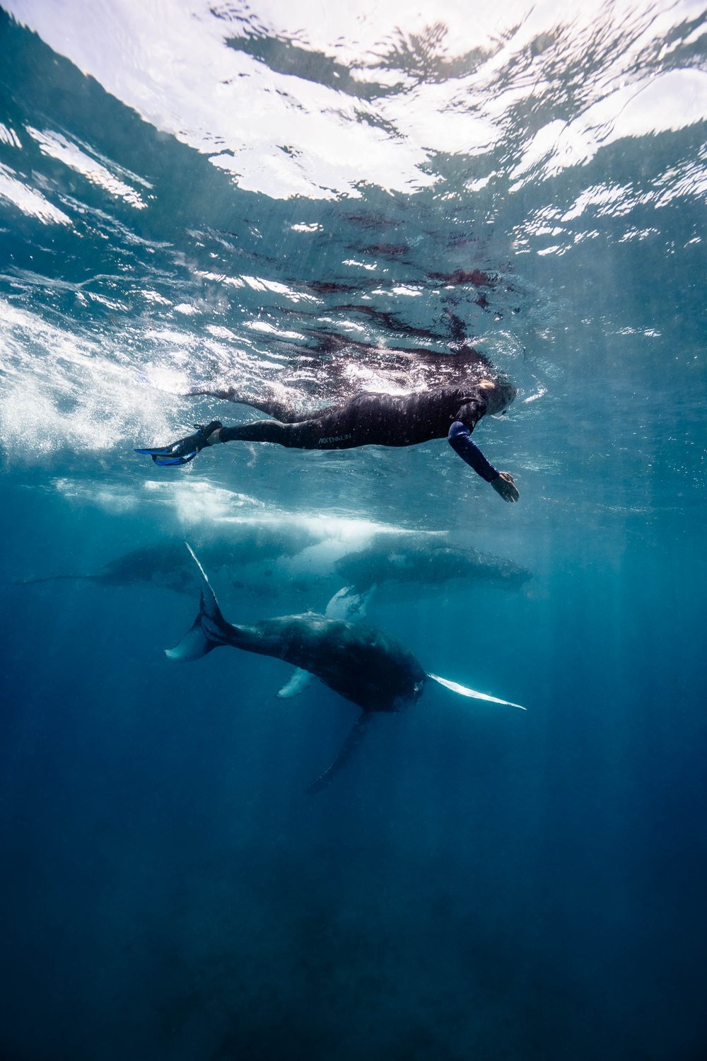 whales-underwater-photography-18.jpg