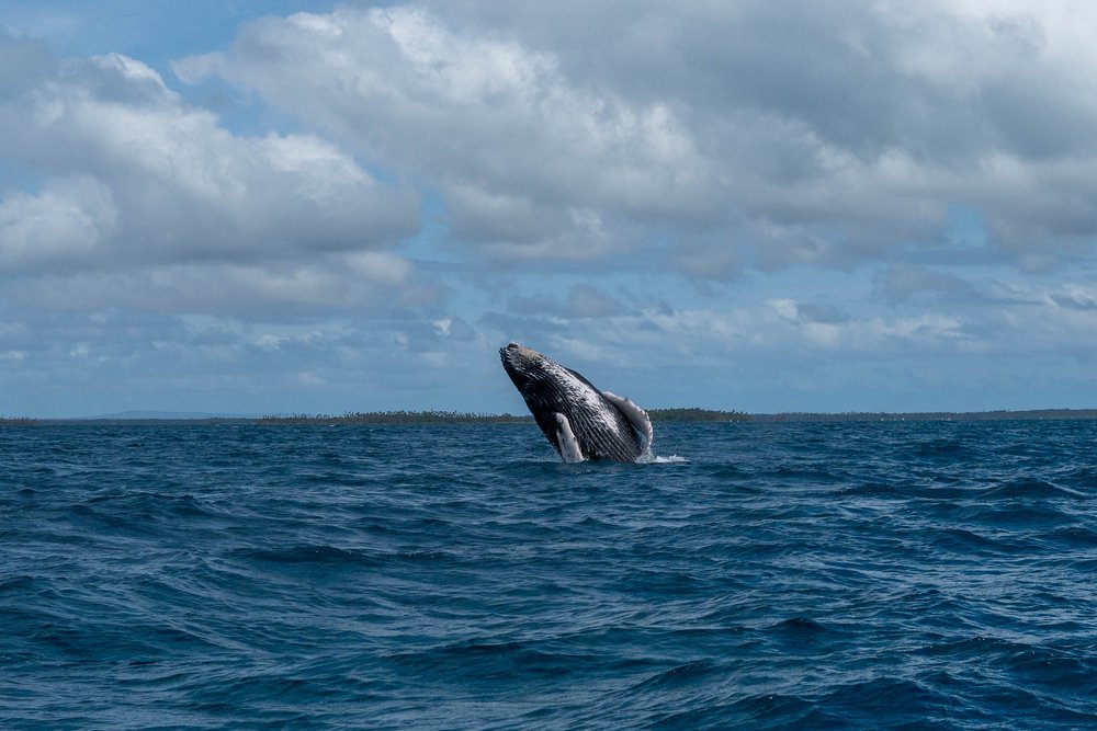 whales-underwater-photography-17.jpg