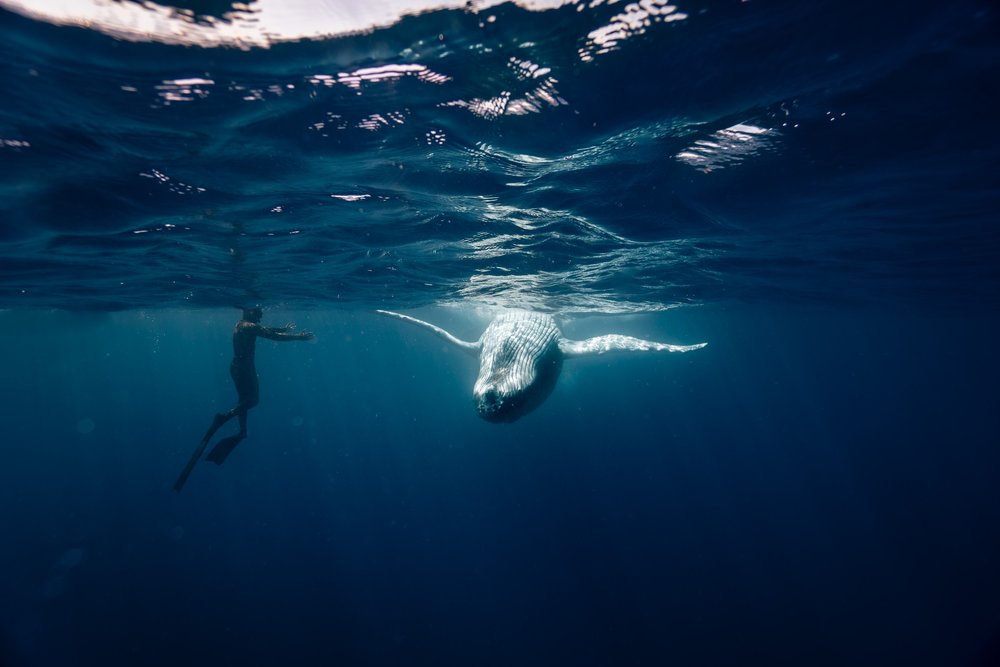 whales-underwater-photography-13.jpg