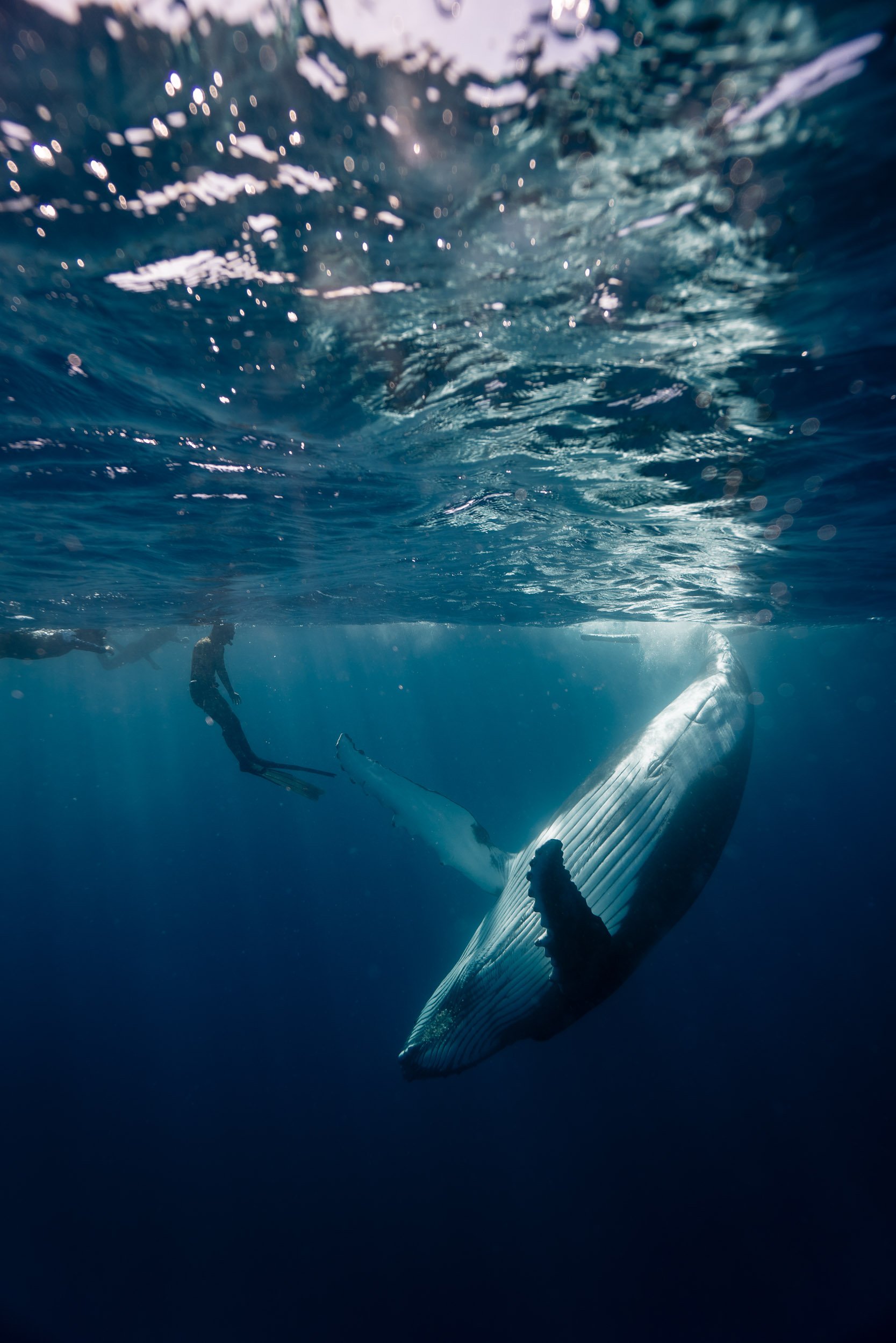 whales-underwater-photography-14.jpg