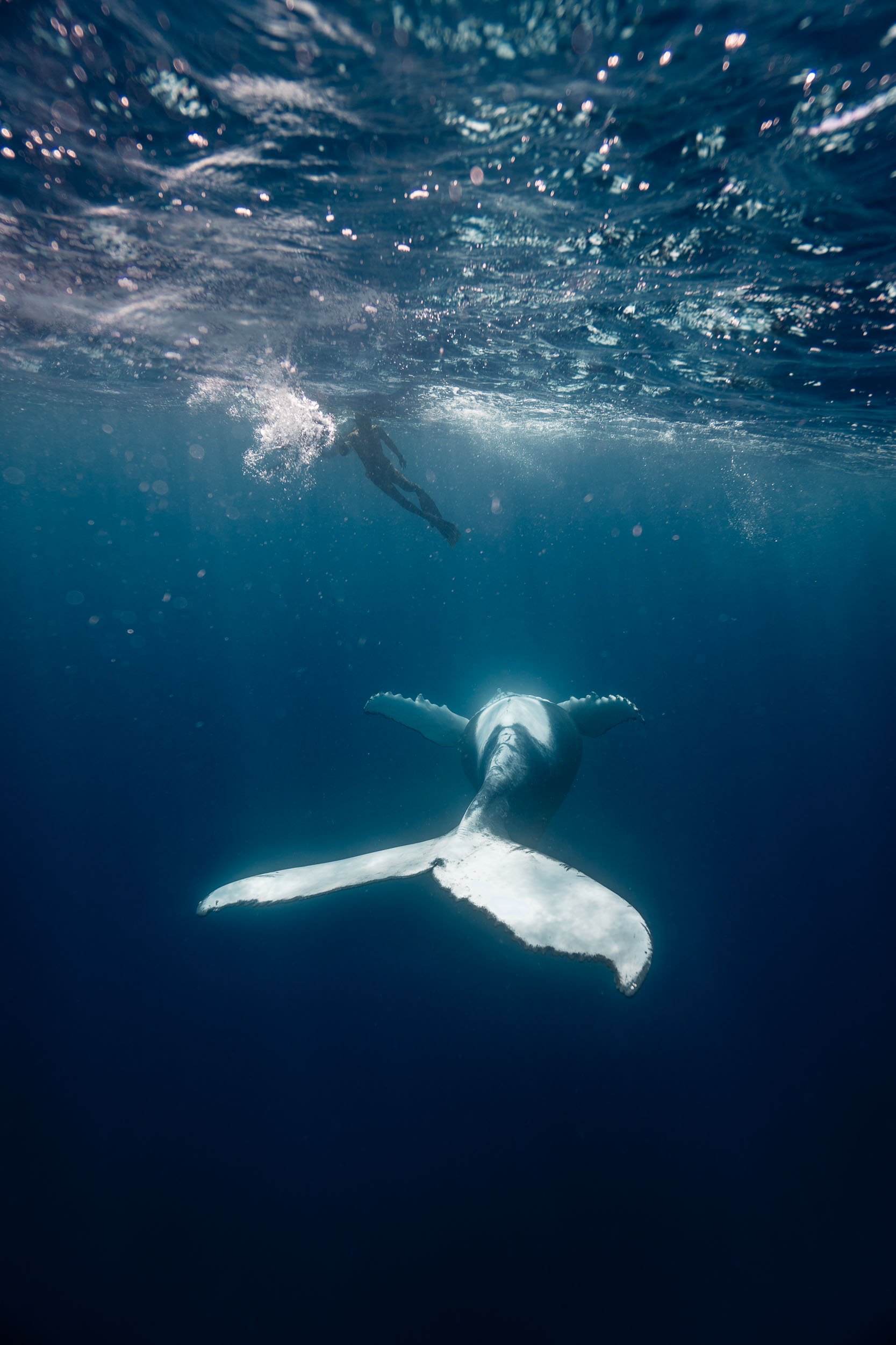whales-underwater-photography-15.jpg