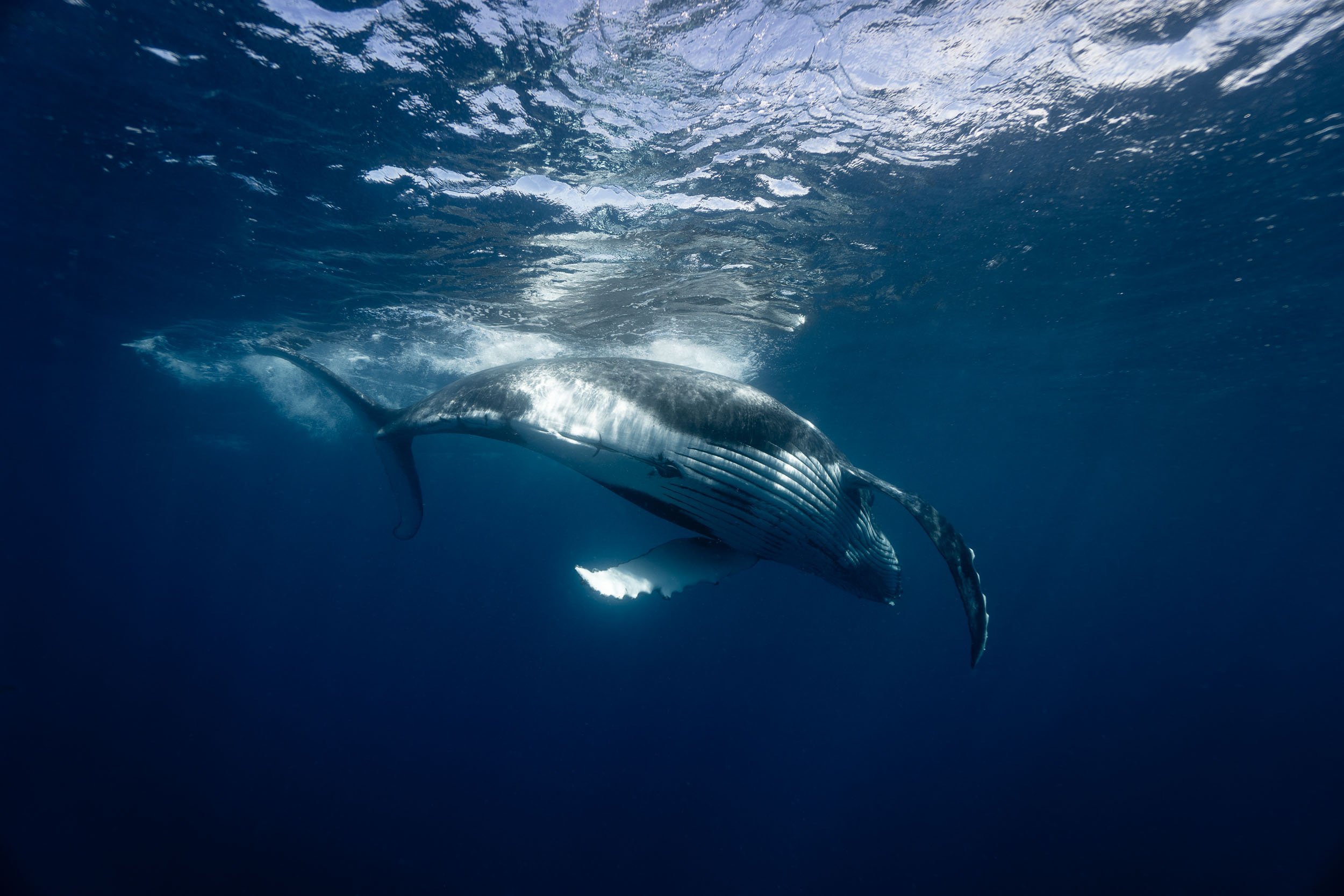 whales-underwater-photography-12.jpg