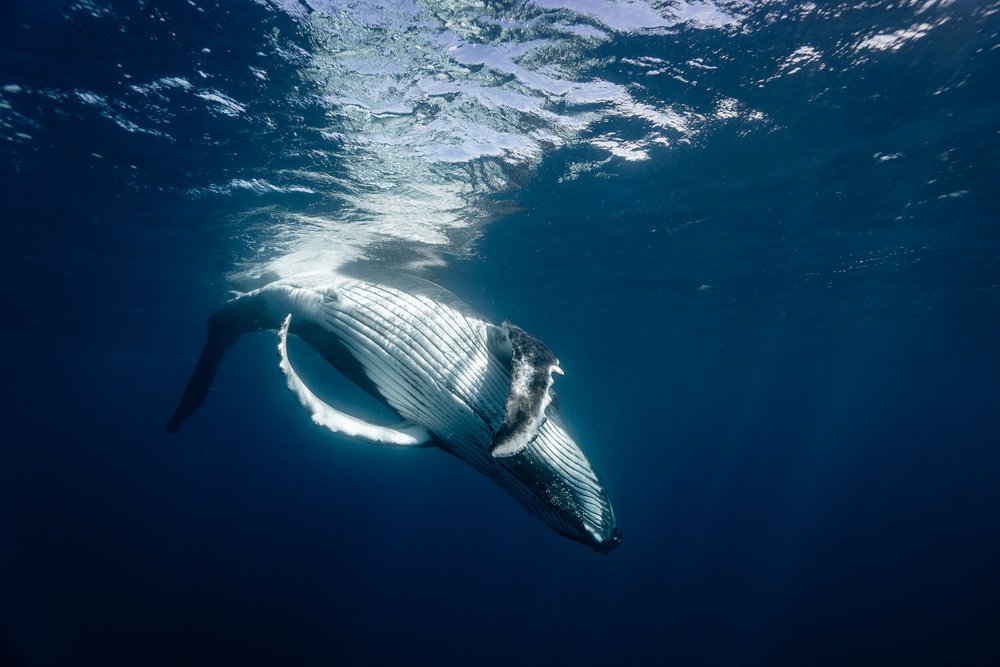 whales-underwater-photography-11.jpg