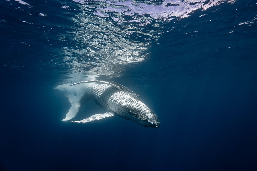 whales-underwater-photography-10.jpg
