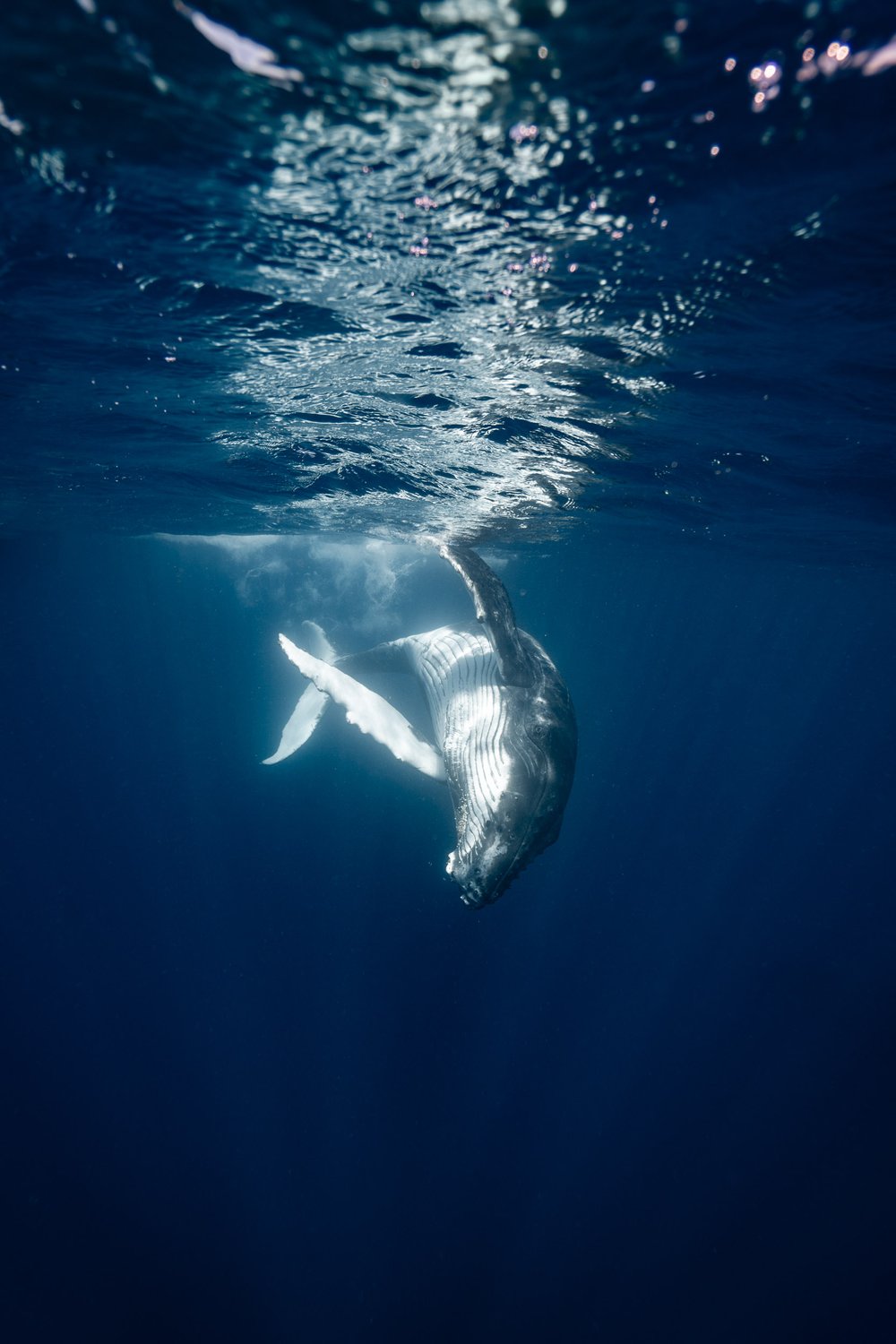 whales-underwater-photography-9.jpg