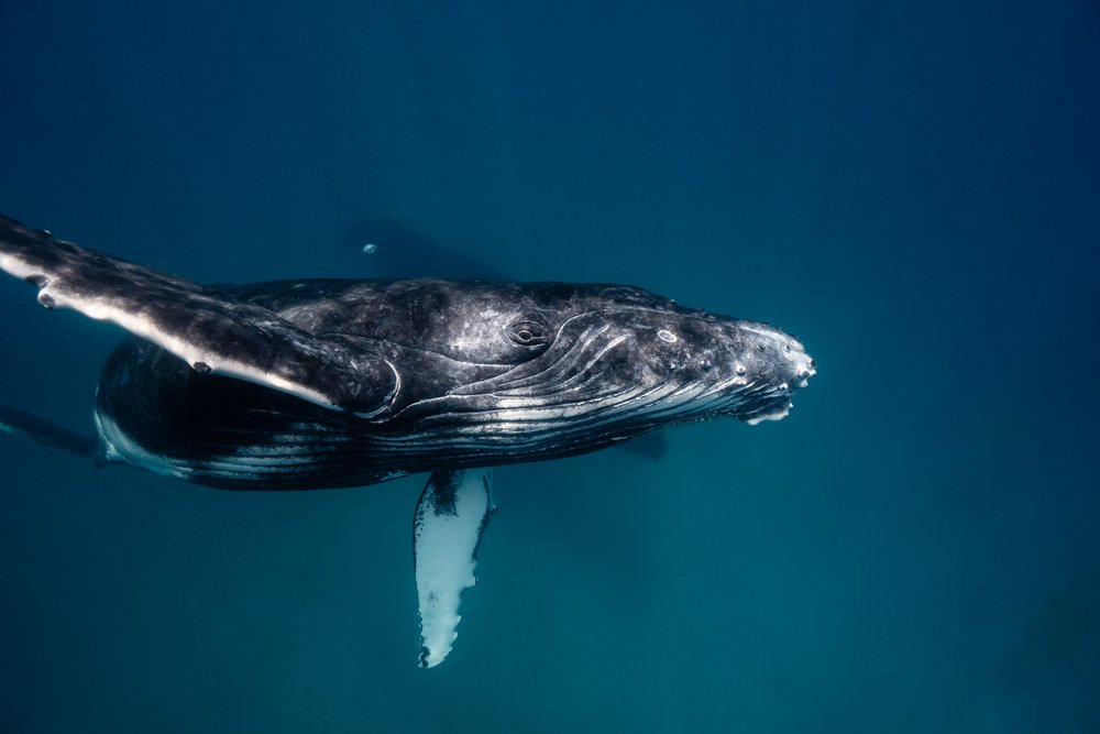 whales-underwater-photography-4.jpg