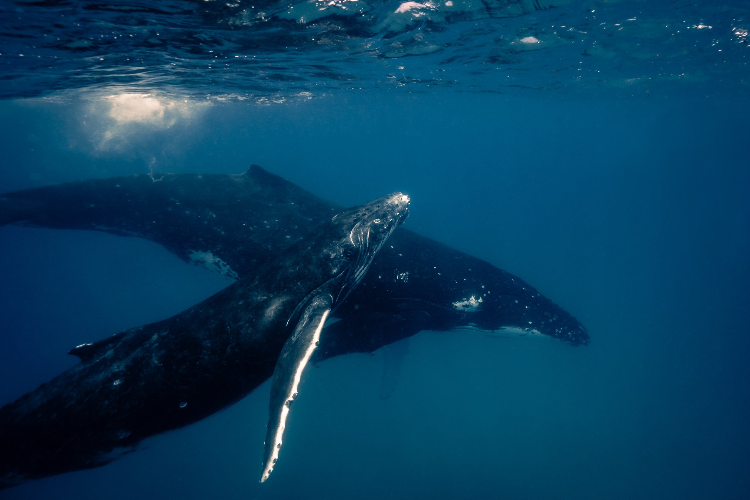 whales-underwater-photography-5.jpg