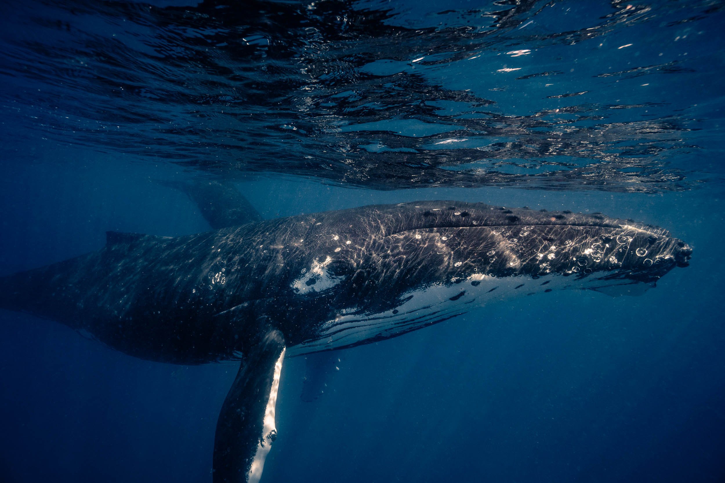 whales-underwater-photography-8.jpg
