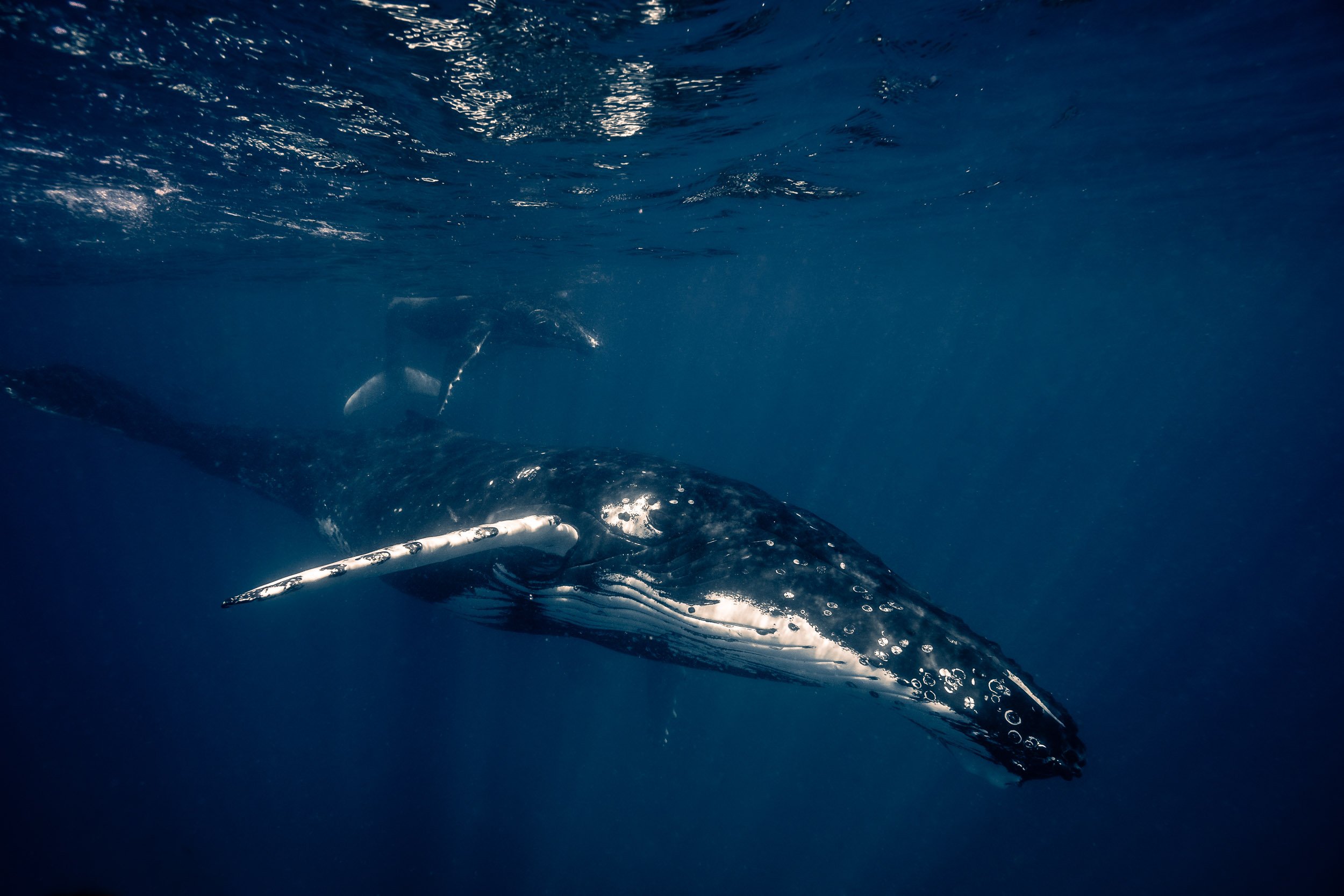 whales-underwater-photography-7.jpg