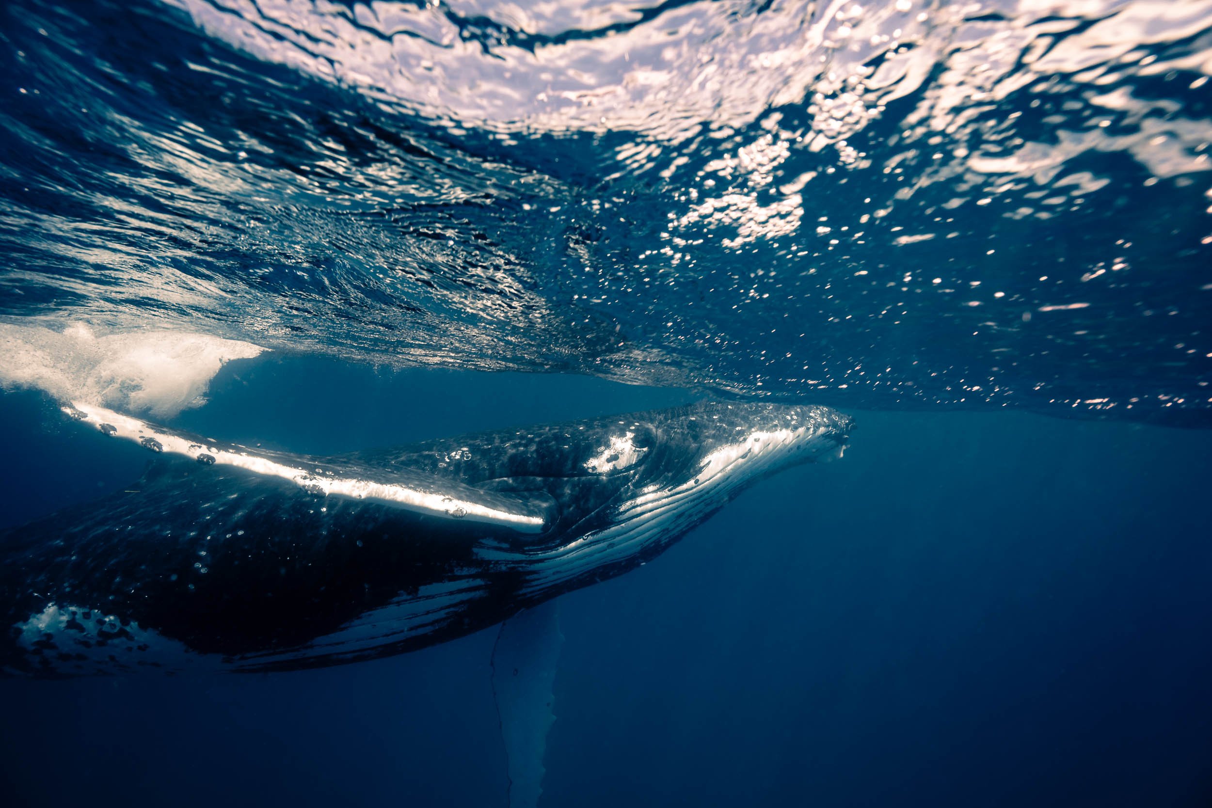 whales-underwater-photography-6.jpg