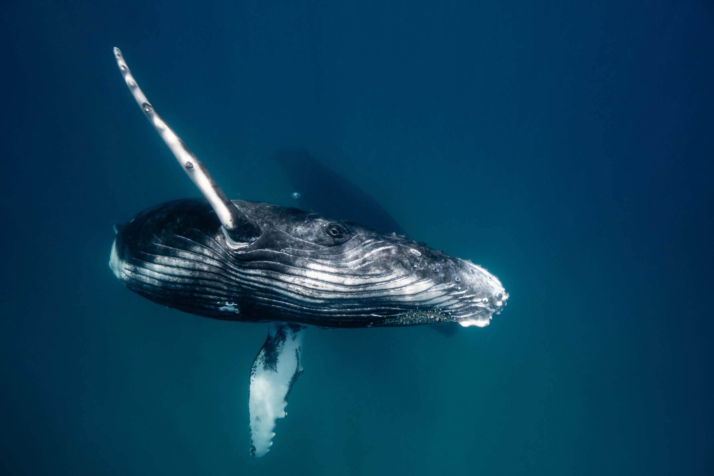 whales-underwater-photography-3.jpg
