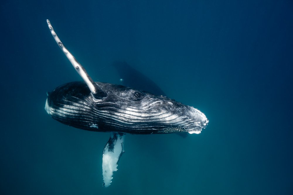 whales-underwater-photography-3.jpg